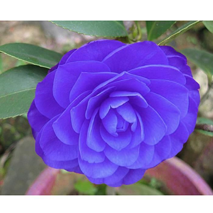 TEMPSA 50Pcs Graines de Fleur Camélia Bleu - Cdiscount Jardin