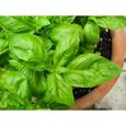 500 Graines de Basilic - plante aromatique - légumes jardin potager méthode BIO-1