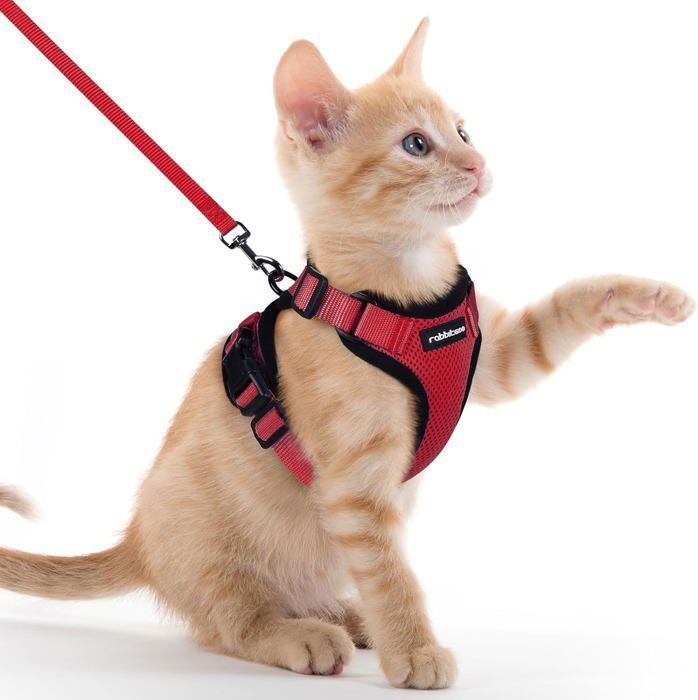 Meilleurs prix pour Harnais Chat Anti-évasion avec Laisse Rouge XXS Harnais Chaton Petit Chien Réglable Collier Harnais et Laisses pour Lapin Chat