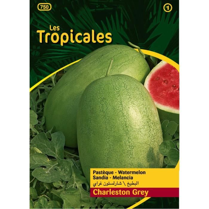 Graine Pasteque Cdiscount