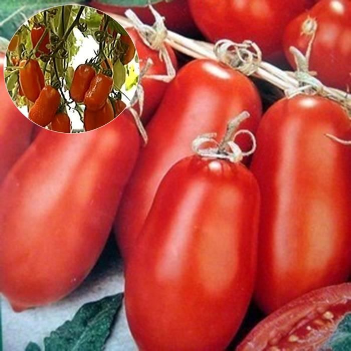 Graines De Tomates, 30Pcs - Sac Graines De Tomates Nutritif Rouge