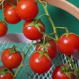 3 Plants Tomate cerise super Sweet en Pot-0