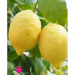 PLANTE POUSSÉE Plante de Citron 4 saisons ‘Citrus Limon’ - pot Ø 22 cm - h. 80-100 cm