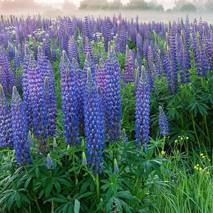 Graines 500pcs Graines De Lupin Vivaces Rare Lupiuns Polyphyllus Graines De Fleurs Ete Fleurs Graines Vivaces Graines Abeilles Achat Vente Graines Graines 500pcs Graines De Cdiscount