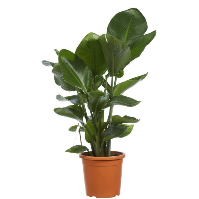 Plantes Vertes D Intérieur Oiseau Du Paradis Blanc