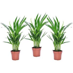 PLANTE POUSSÉE Cache-pot - Dypsis Lutescens - Set de 3 - Areca Plante - Palmier d'intérieur purificatrices d'air