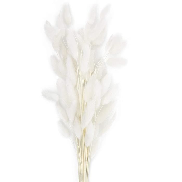60 Tiges Naturelles SéChéEs Lagurus Ovatus Fleurs Vrai Bouquet avec Lapin Queue SéChéE Pampa