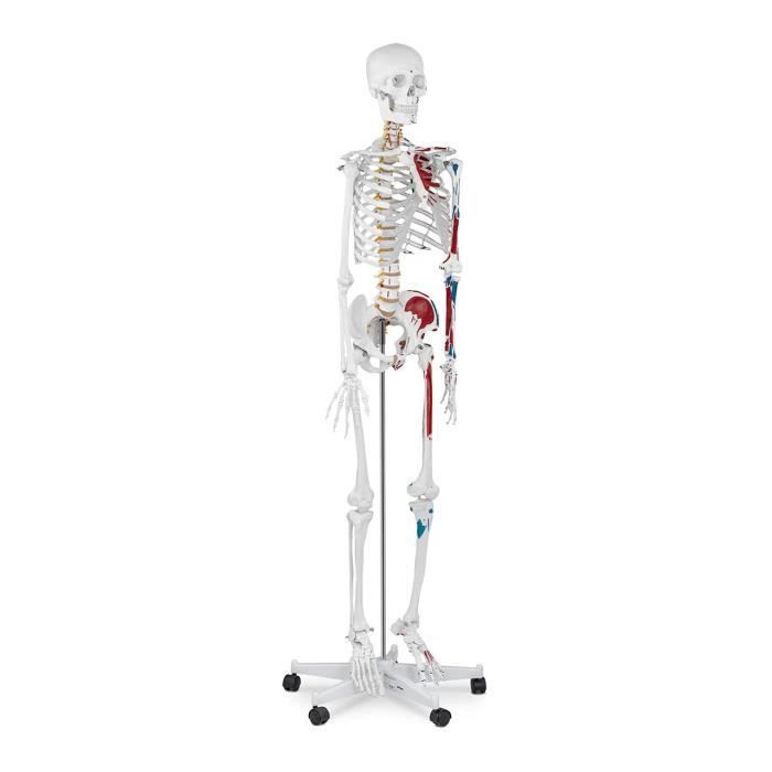 Modèle de squelette anatomique Peahefy, modèle de squelette humain de 45  cm, membres mobiles, modèle d'apprentissage d'enseignement anatomique,  fournitures scientifiques, fournitures scientifiques 