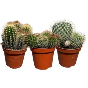 PLANTE POUSSÉE Lot 3 Cactus en pot de 8 cm (C)