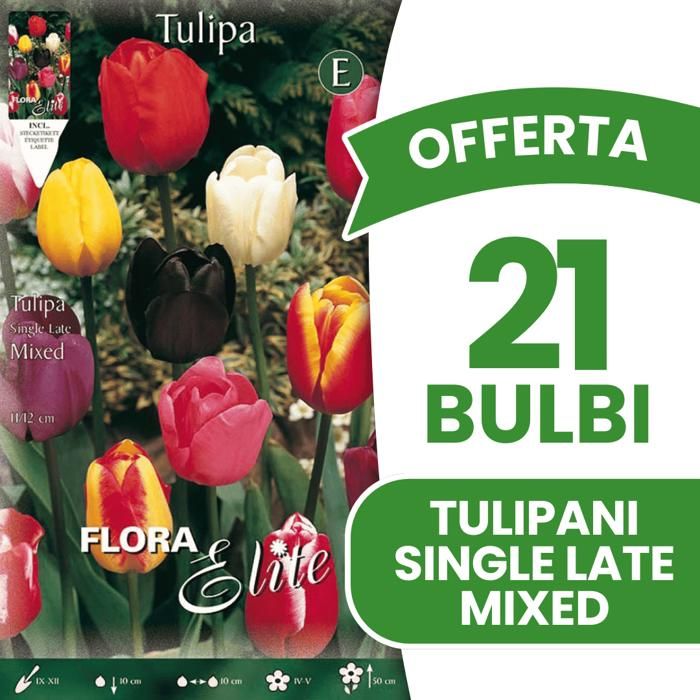 OFFERTA 50 BULBI TULIPANO REMBRANDT MIX DI COLORI BULBI AUTUNNALI BULBS BULBES OFFERTA 50 BULBI TULIPANO REMBRANDT MIX DI COLORI BULBI AUTUNNALI BULBS BULBES