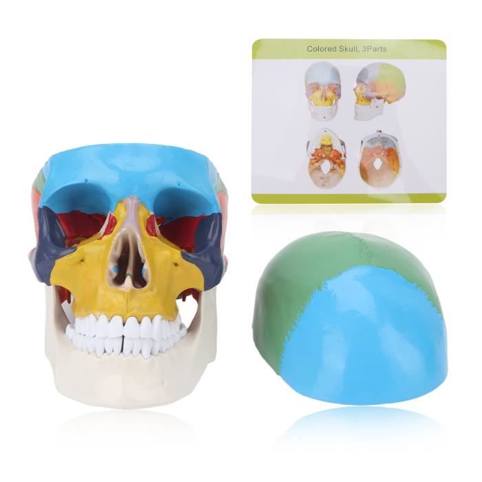 Grand Modèle De Crâne Décoratif - Multicolore - En Plastique PLA - Style Réaliste