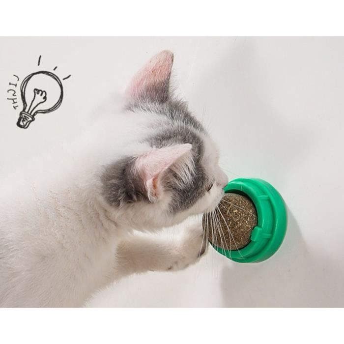 Herbe a chat cataire - Cdiscount