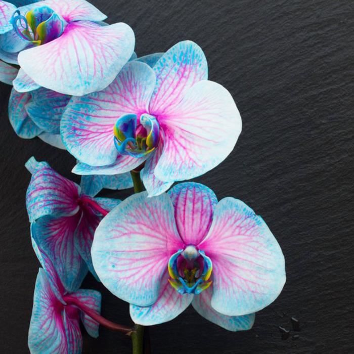 GRAINE - SEMENCE Graines de fleurs 50 pièces à croissance rapide Héliophile Mode facile style-Phalaenopsis Seeds 1