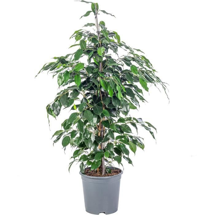 Bonsaï Ficus Ginseng - Plante D'intérieur - Pot 12cm - Hauteur 30-40cm - Plant In A Box - Jardiland