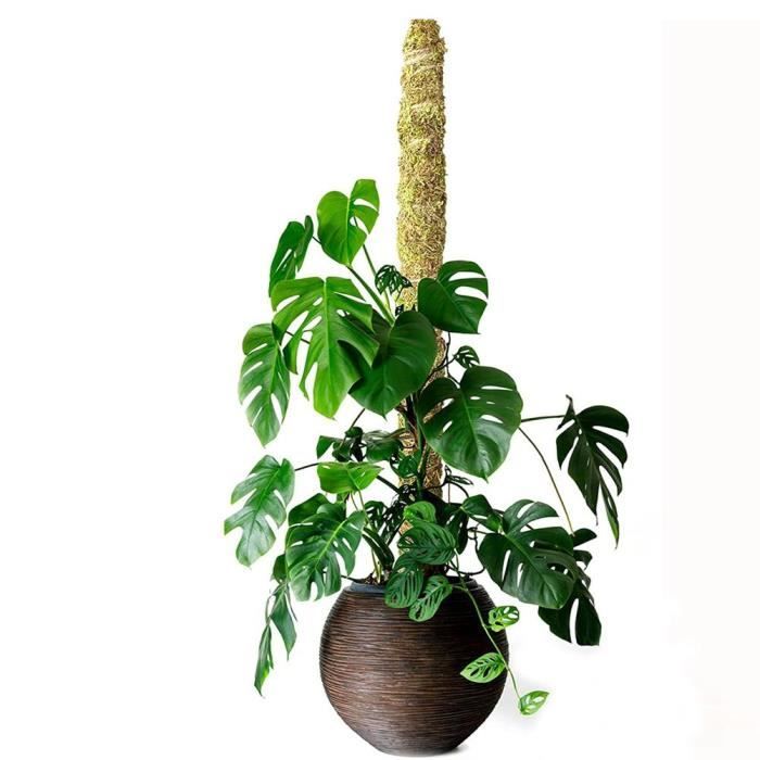 VGEBY Piquet mousse plante Monstera - Support pour plantes - Tuteur de plante - Poteau mousse pour grimpeurs