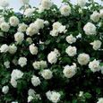 VERYNICE-Graine fleur de rosier grimpante 100pcs-blanc-1
