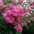 VERYNICE-Graine fleur de rosier grimpante 100pcs-blanc-2