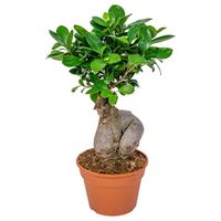 Bonsaï | Ficus 'Ginseng' par unité – Plante d’intérieur en pot de culture D17 cm - H35 cm