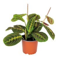 Maranta Tricolor – Plante de prière – Plante d'intérieur – Purificateur d'air – D12cm –H10-15 cm