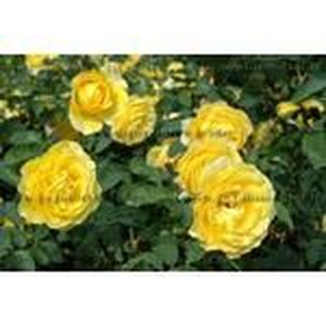 ARBRE - BUISSON ROSIER PAYSAGER JAUNE - ROSA THE FAIRY YELLOW  -