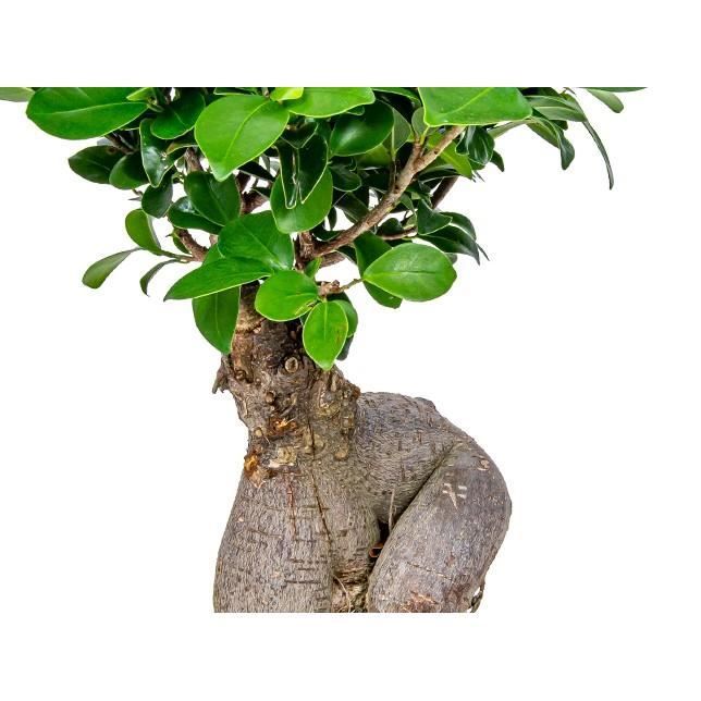Ficus microcarpa 'Ginseng' – Bonsaï – Plante d'intérieur – D15 cm