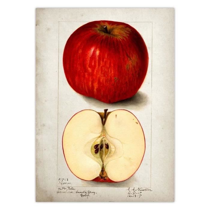 Ancienne Publicité Originale Sears 1902 - Tente De Camping Vintage | Annonce Imprimée D'Époque 8x10.5