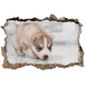 Doux Curieux Chiot Husky Noir Mur Blanc Percée En 3d Look Mur Ou Format Vignette De La Porte 92x62cm Stickers Muraux Sticke