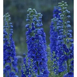 GRAINE - SEMENCE Bleu Delphinium Graines, Roi Arthur Heirloom grande fleur bleu Fleurs 50pcs [290]