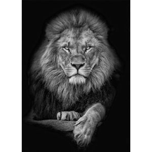 Photo De Lion Noir Et Blanc Photo De Lion Noir Et Blanc