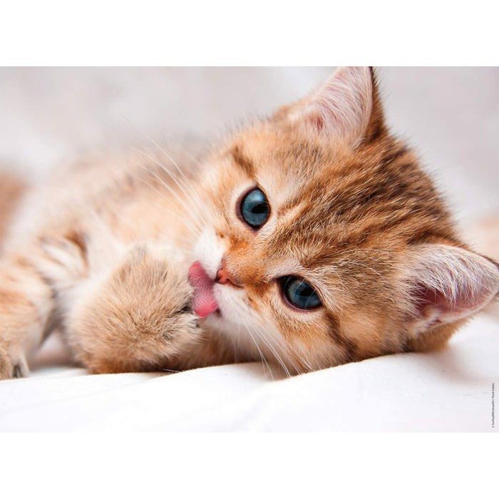Puzzle 500 pièces Petit chat Couche Qui Fait Sa Toilette - Collection Animaux Et Tendresse - Nathan
