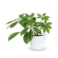 OR BRUN Terreau plantes vertes 4l-3
