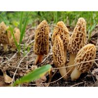 Mycélium de Morille Blonde Kit de culture champignons Mushrooms (tube,15ml)