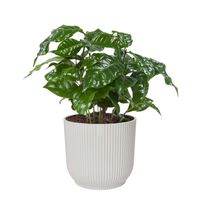 Plante d'intérieur – Caféier en ELHO pot plastique blanche comme un ensemble – Hauteur: 25 cm XF47