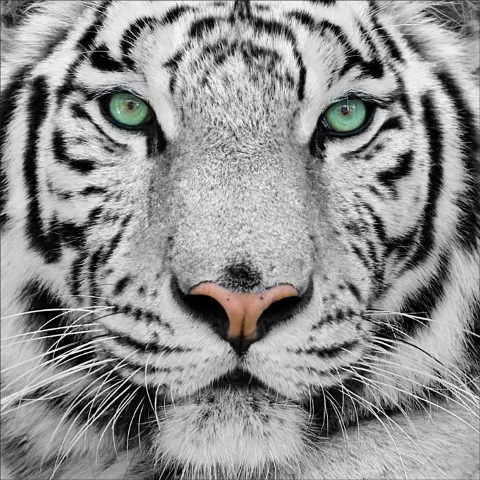 Stickers Muraux Deco Tigre Blanc 5x5 2x2cm Cdiscount Maison Stickers Muraux Deco Tigre Blanc 5x5 2x2cm Cdiscount Maison