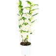 Orchidée – Bambou Orchidée – Hauteur: 60 cm, 2 pousses, fleurs blanches X601-0