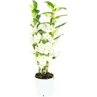 Orchidée – Bambou Orchidée – Hauteur: 60 cm, 2 pousses, fleurs blanches X601