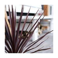 Plante poussée - Cordyline australe Little Red Star® 'Filiresta' - Pot de 5L - 40/60 cm - Bellevue Distribution