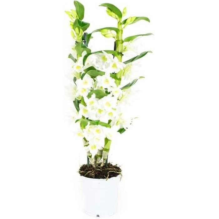 Orchidée de Botanicly – Bambou Orchidée – Hauteur: 60 cm, 2 pousses, fleurs blanches – Dendrobium Nobile Apollon plante naturelle