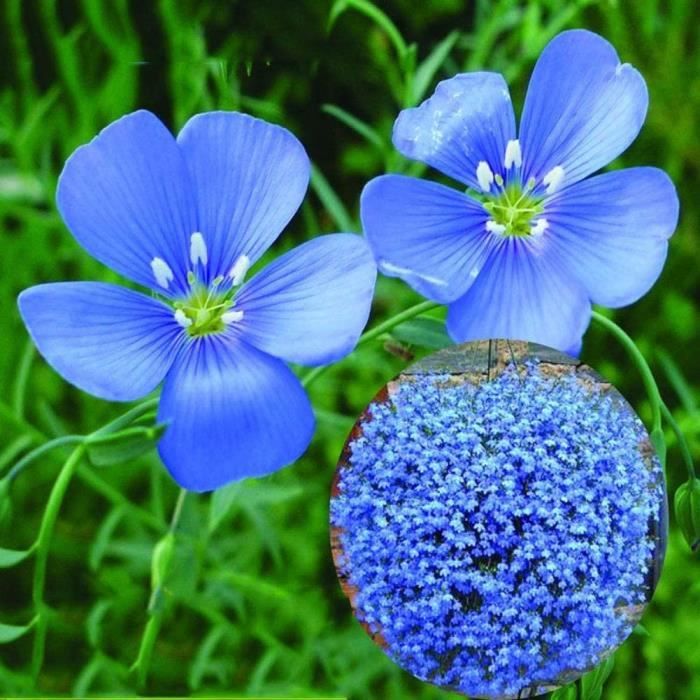 Jardiniere balcon HTHJA Graines de Parfum rares,Graines de Fleurs de Lin à Fleurs Bleues vivaces pour la Plantation en Pot277