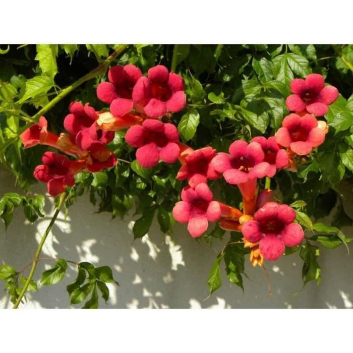 Bignone Grenadine Rutcam Godet Fleur Rouge Achat