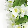 Orchidée – Bambou Orchidée – Hauteur: 60 cm, 2 pousses, fleurs blanches X601-1