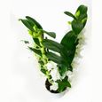 Orchidée – Bambou Orchidée – Hauteur: 60 cm, 2 pousses, fleurs blanches X601-2