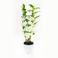Orchidée – Bambou Orchidée – Hauteur: 60 cm, 2 pousses, fleurs blanches X601-3