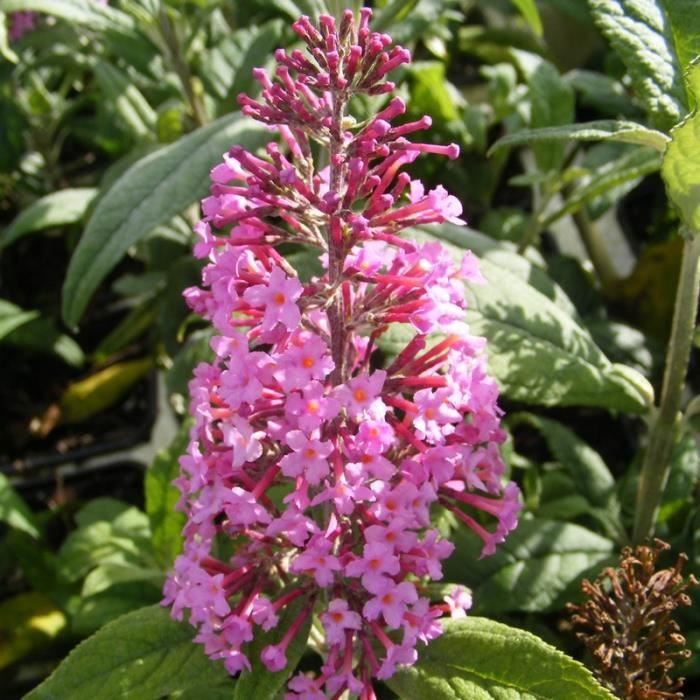 Les Petites Herbes Cueillette De Plantes Sauvages Tinctoriales