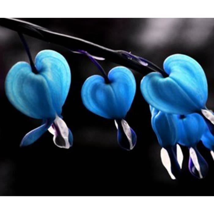 10pcs Graines de fleur de cœur décoration jardin Bleu Bo18998
