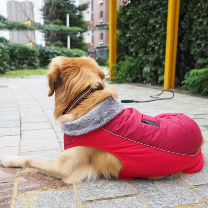 Veste pour chien clearance