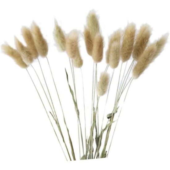Fleurs Séchées Lagurus (queue De Lapin) - Lot De 50 Tiges De 45 Cm, Couleur Violet - Décoration Boho, Mariage, Maison, Vase