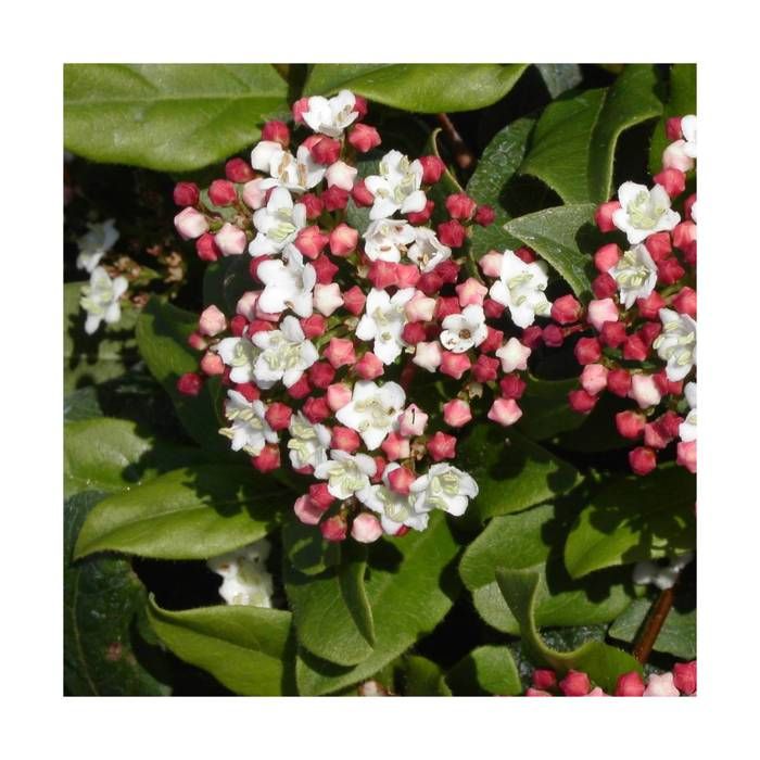 Viorne tin tinus Quimper - BELLEVUE DISTRIBUTION - Arbuste - Floraison hivernale - Feuillage persistant