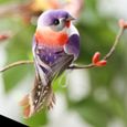 12 pcs mignon artificiel oiseau décor simulation oiseau bricolage décoration ornement pour la maison jardin-SPR-3