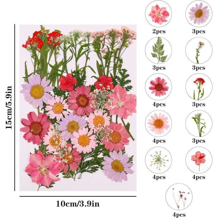Kit De 36 Fleurs Séchées Pressées Naturelles - Pour DIY, Scrapbooking, Décoration - 4